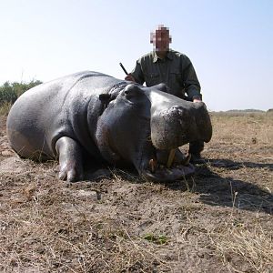 Hippo Hunt In Nambia