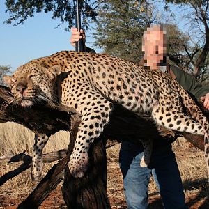 Leopard Hunt Nambia