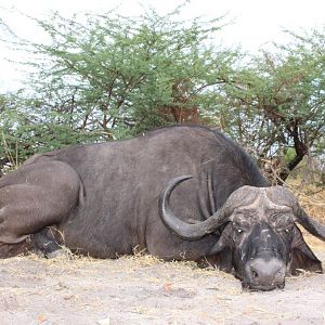 Hunting Buffalo Namibia