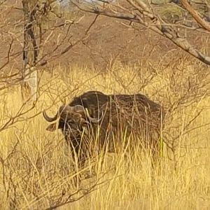 Namibia Nature Buffalo