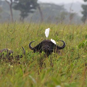 Wildlife Zambia Buffalo