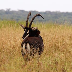 Sable Zambia Wildlife