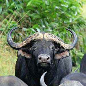 Wildlife Zambia Buffalo