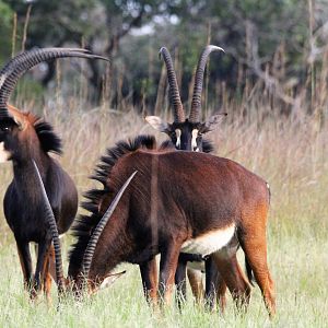 Sable Zambia Wildlife