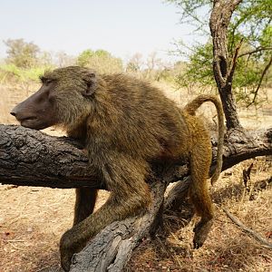 Baboon Hunt Benin