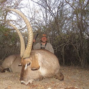 Waterbuck South Africa Hunt