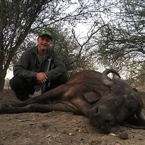 Hunting Buffalo Cow South Africa