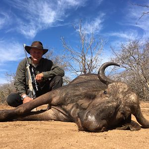 Hunting Buffalo Cow South Africa