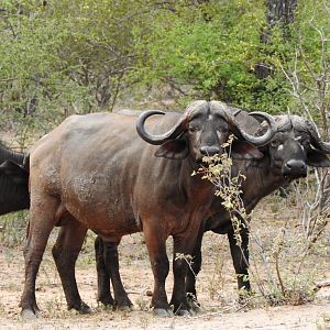 Buffallo Bos en Dal Safaris South Africa