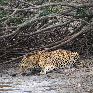 Leopard South Africa Bos en Dal Safaris