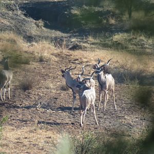 Bos en Dal Safaris Kudu South Africa