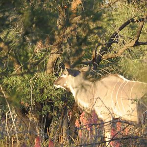 Bos en Dal Safaris Kudu South Africa
