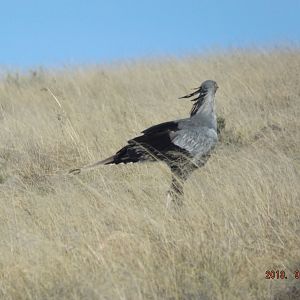 Secretary bird