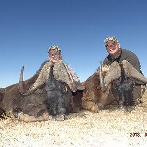 Double on big Black Wildebeests