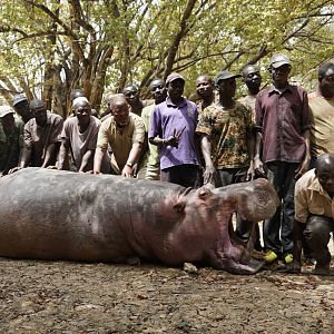 Hippo Hunt In Benin