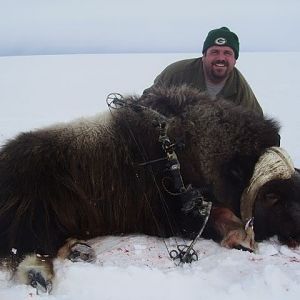 Bow Hunting Muskox