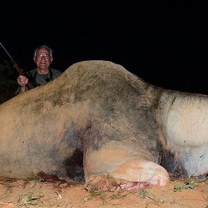 Eland Hunt Blue Bull