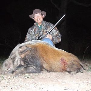 Bushpig  Hunting