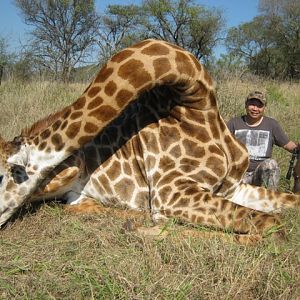 Giraffe Hunting