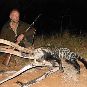 Hunt African Civet