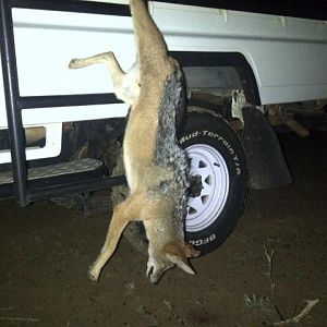 South Africa Jackal Culling & Varmint hunting