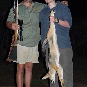 Jackal Culling & Varmint hunting South Africa