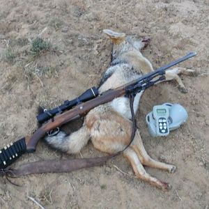 South Africa Jackal Culling & Varmint hunting