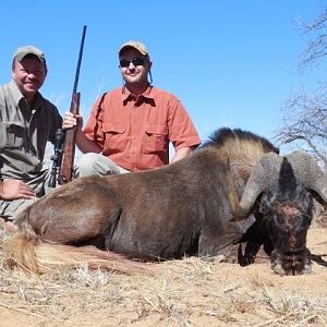 Hunt Black Wildebeest South Africa