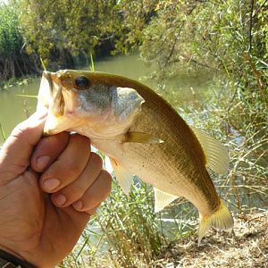 Fishing Marico river Bass