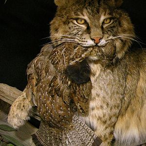 38lb Bobcat Full Mount Taxidermy
