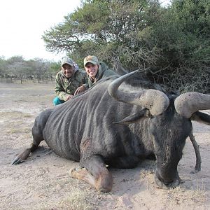 South Africa Blue Wildebeest Hunting