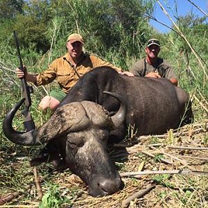 Hunting Buffalo South Africa