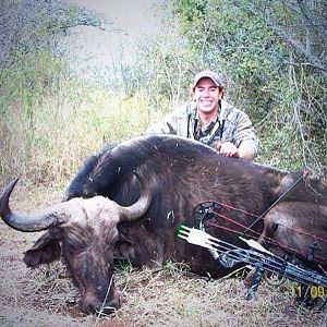 Bow Hunting Buffalo Cow