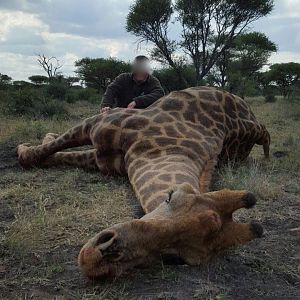 Giraffe Hunting