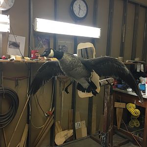 Cackling Goose Full Mount Taxidermy