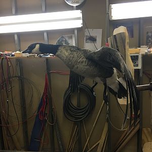Cackling Goose Full Mount Taxidermy