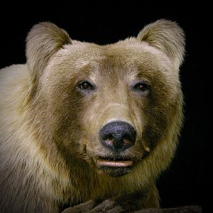 Mountain Grizzly Bear Full Mount Taxidermy