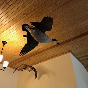 Taxidermy Cackling Goose Full Mount