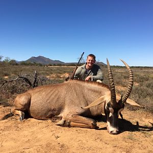 29 Inch Roan Hunt South Africa