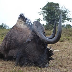 Hunt Black Wildebeest South Africa