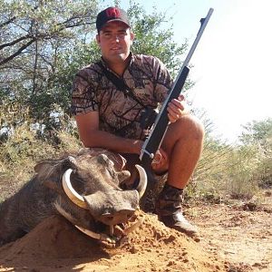 Namibia Warthog Hunt