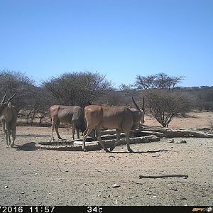 Eland Trial Cam