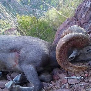 Bighorn Desert Sheep Hunt Mexico