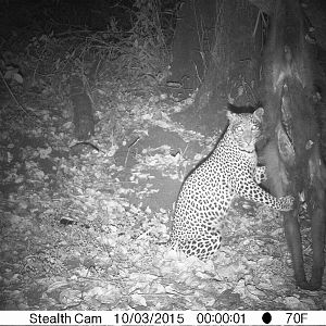 Leopard Trial Cam
