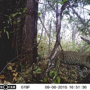 Trial Cam Leopard