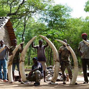 Mozambique Hunting Elephant