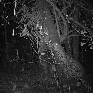 Trial Cam Mozambique Leopard