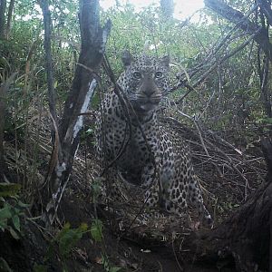 Leopard Mozambique