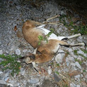 Slovenia Hunting Mouflon