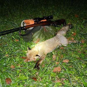 Fox Hunt Slovenia